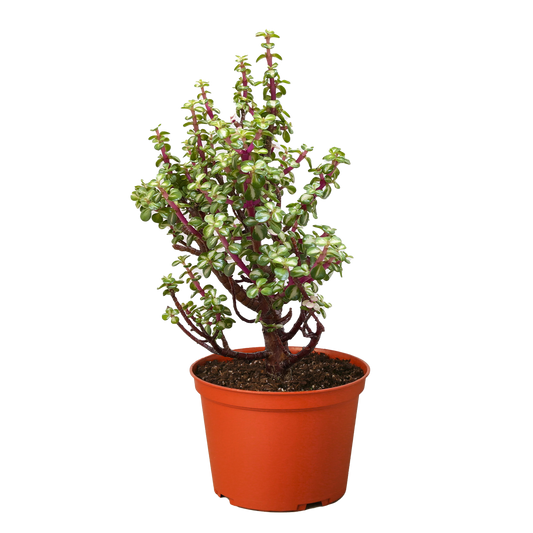 Bonsai Jade Dwarf Rainbow